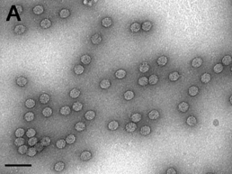 Електронна мікрофотографія мозаїчного вірусу цвітної капусти
