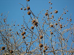 Fruit dans l'arbre en hiver.