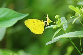 Eurema andersonii