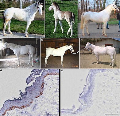 Приклади білої масті у коней різних порід (A-F), імуногістохімічні зразки (G, H).