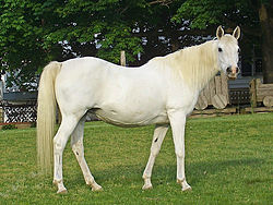 Кінь арабської породи сірої масті.