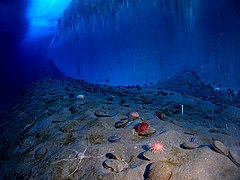 Ophionotus victoriae en Antarctique.