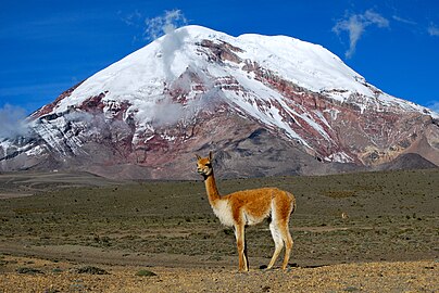 Chimborazo Dağı ve önünde duran bir alpaka