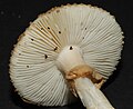 ヒダが垂生するAmanita australis