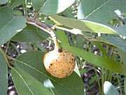 Annona senegalensis