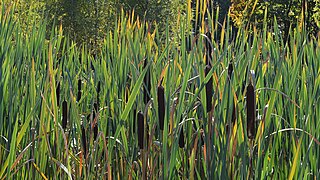 Typha latifolia