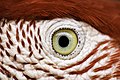 نگاره‌ای ثبت‌شده با استفاده از لنز ماکرو از چشم یک مکائوی بال‌سبز.