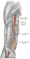 Brakialarterien.