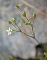 Minuartia hybrida