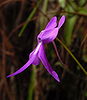 Pinguicula orchidioides flower