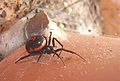 Falsche Schwarze Witwe (Steatoda paykulliana)