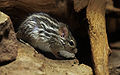 Barbary striped grass mouse
