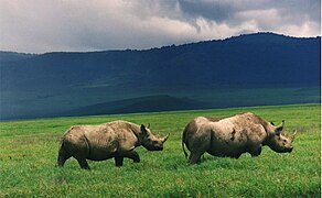 Чорні носороги в кратері Нгоронгоро