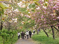 長瀞通り抜けの桜 （2009年4月24日撮影）
