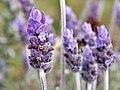 Lavender Flower