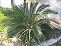 Palmfarn (Cycas revoluta)