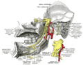 Division mandibulaire du nerf trijumeau, vu de la ligne médiane.