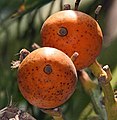 Palmeira de areca em Calcutá, Índia