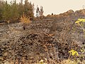 Image 28Charred shrubland in suburban Sydney (2019–20 Australian bushfires). (from Wildfire)