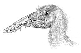 A Rhamphorhynchus muensteri portréja
