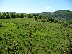 Pâture au printemps sur les hauteurs d'un causse périphérique au Larzac.