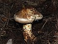 マツタケ（Tricholoma matsutake、キシメジ科）