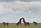 Horses were domesticated on the Pontic-Caspian steppe.[44]