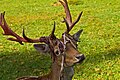 Damhirsch mit Resten vom Bast auf dem Geweih