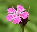 Kartäusernelke (Dianthus carthusianorum)