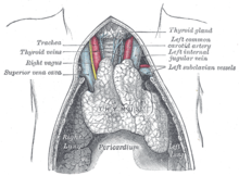 Gravure anatomique représentant le thymus.