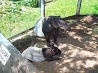 Maleiske tapir mei jong (2007)