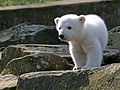 Der kleine Eisbär Knut im Berliner Zoo