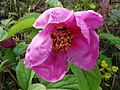 Paeonia caucasica