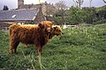 Schottische Hochlandrinder bei Dunvegan Castle auf der Insel Skye in Schottland