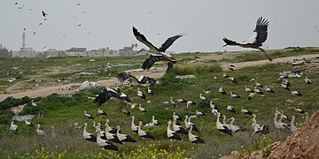 Migratory storks resting in Rahat, spring 2017