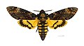 Doodshoofdvlinder (Acherontia atropos)