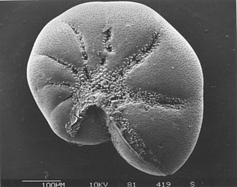 Benthic foram, Elphidium incertum