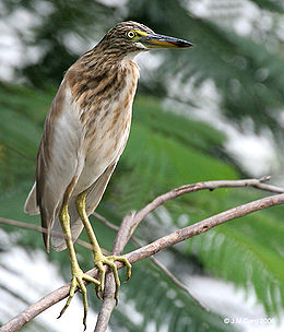 Indiai üstökösgém (Ardeola grayii)