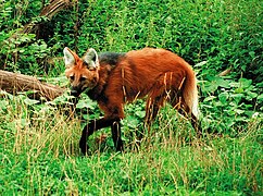 Idukol (Chrysocyon brachyurus)