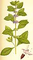 Ботаникань артовкс Паксянь мятатикшенть К. А. М. Линдманонь книгасто: «Bilder ur Nordens Flora», 1917—1926