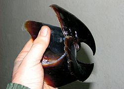 A human hand holding a colossal squid beak, the beak is significantly larger than the hand.