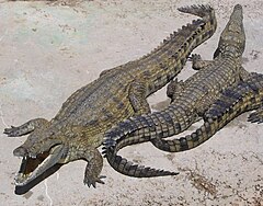 Crocodylus niloticus