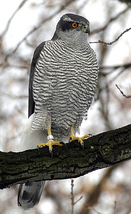 Hauk (Accipiter gentilis)