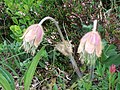 P.vernalis, l'anemone di primavera, è presente in tutto l'arco alpino (sopra i 1000 m)