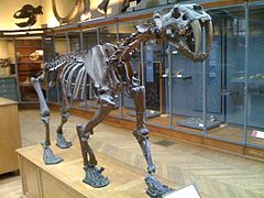Smilodono griaučių eksozicija Paryžiuje esančiame nacionaliniame gamtos istorijos muziejuje (Muséum national d'histoire naturelle)