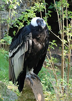 Andi kondor Doué-la-Fontaine loomaaias Prantsusmaal