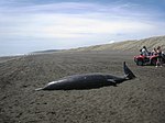 Gray's beaked whale