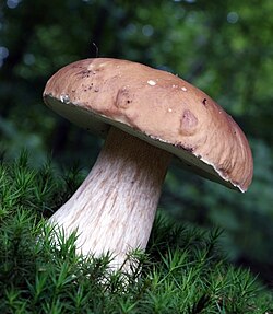 Boletus edulis