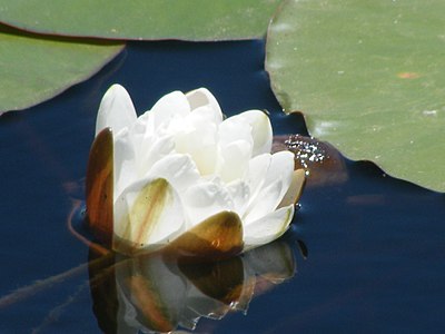 Flor del loto.