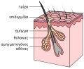 Σχηματική απεικόνιση δέρματος και τρίχας. Η επιδερμίδα είναι το εξωτερικό στρώμα του δέρματος.